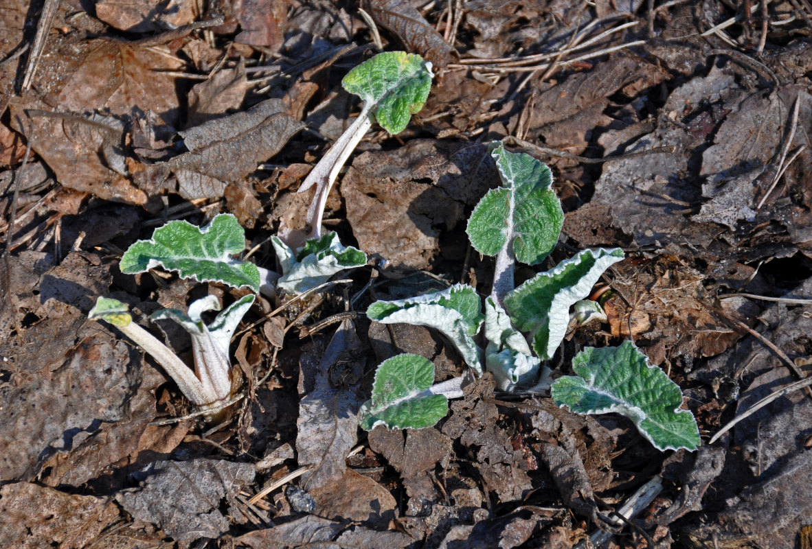 Изображение особи Arctium tomentosum.