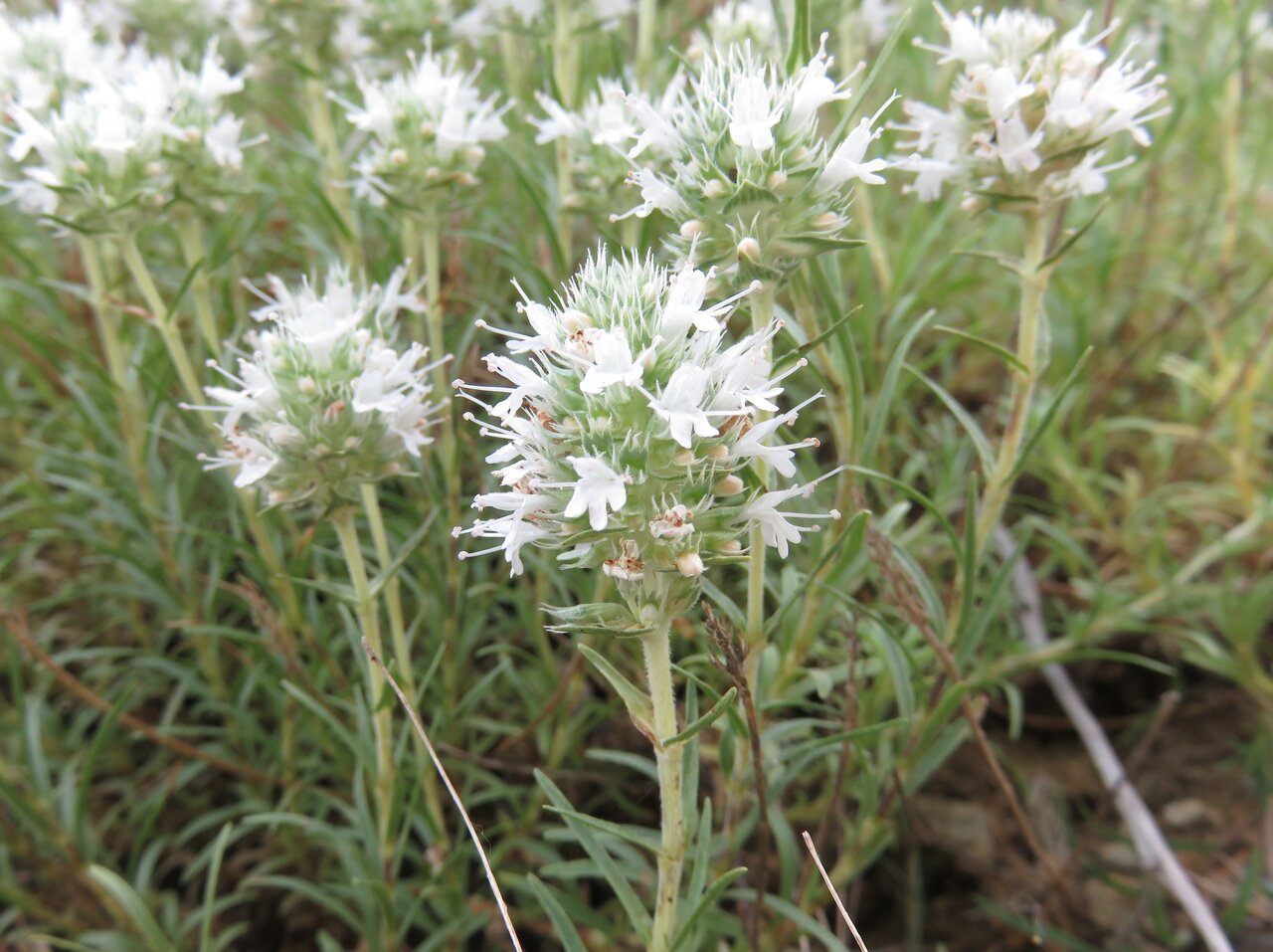 Изображение особи Thymus atticus.