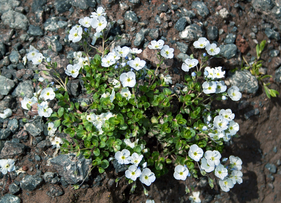 Image of Veronica glareosa specimen.