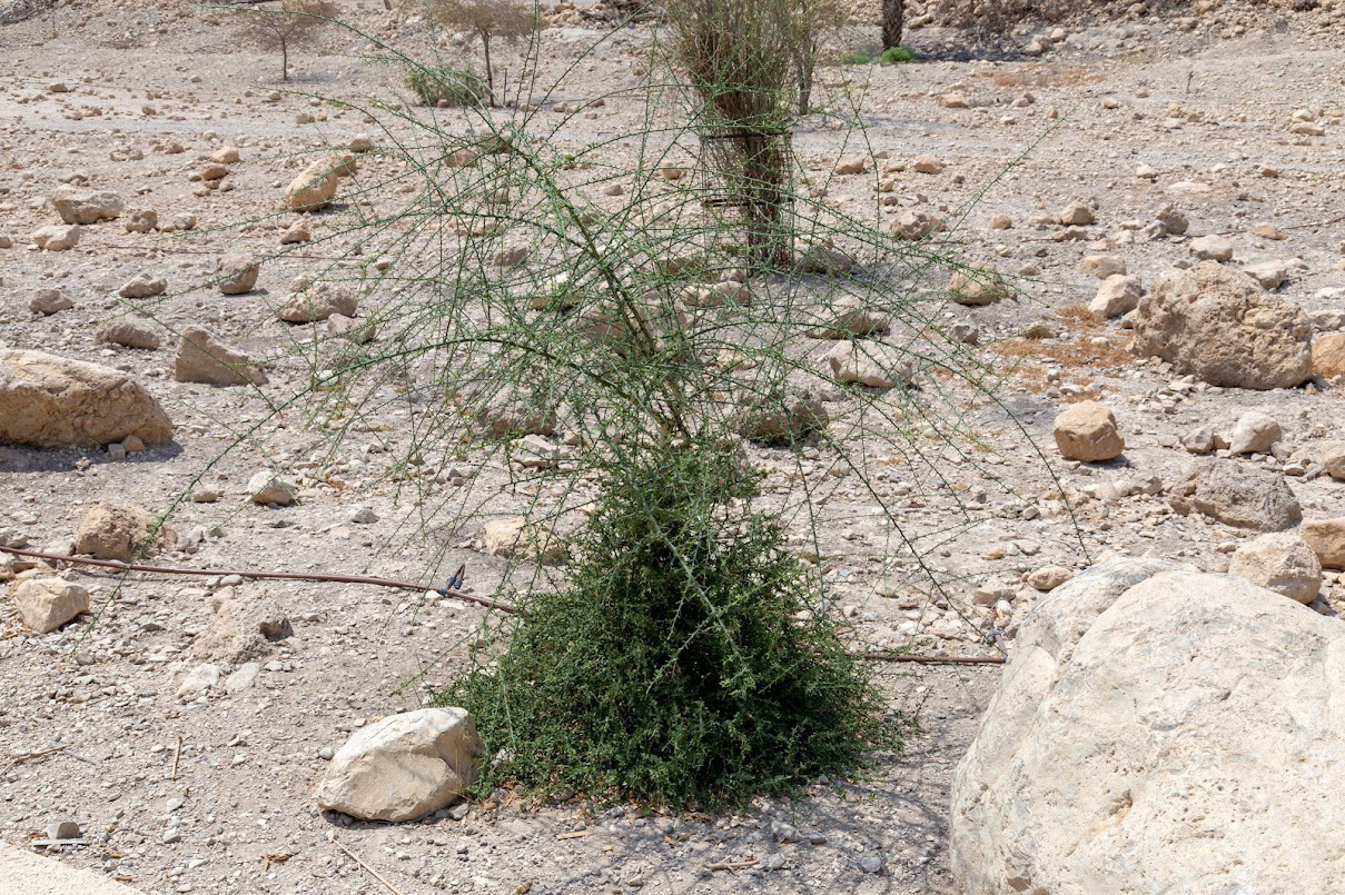 Изображение особи Capparis decidua.