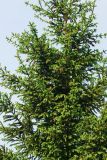 Picea abies