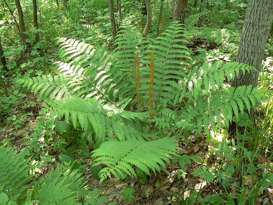 Image of Osmundastrum asiaticum specimen.