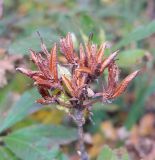 Rhododendron luteum