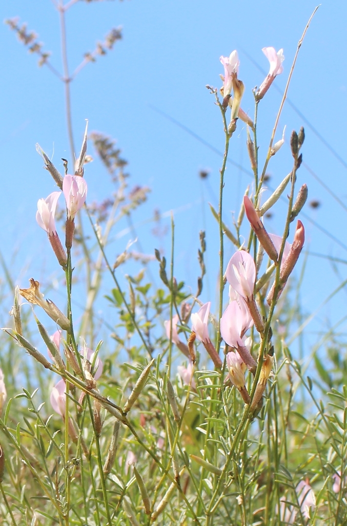 Изображение особи Astragalus ucrainicus.