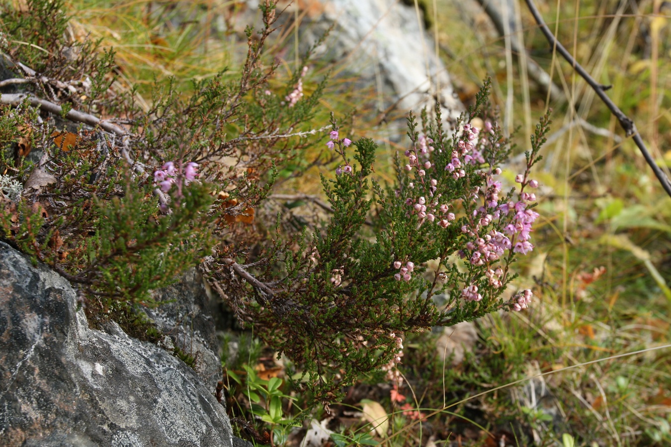 Image of Calluna vulgaris specimen.