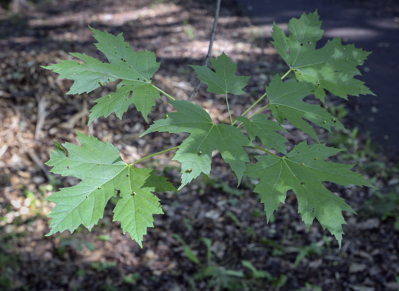 Image of Acer saccharum specimen.