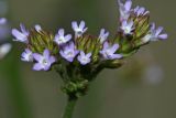 Verbena brasiliensis