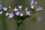 Verbena brasiliensis. Соцветие. Республика Абхазия, окр. Нового Афона. 20.08.2009.