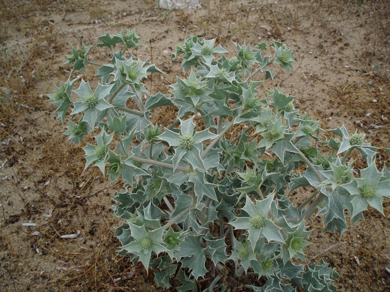 Изображение особи Eryngium maritimum.