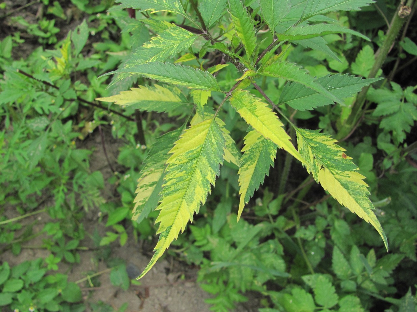 Image of Bidens frondosa specimen.