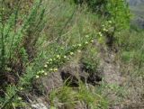 Artemisia chamaemelifolia. Верхушка цветущего растения. Северная Осетия, гор. округ Владикавказ, окр. с. Ниж. Ларс, ок. 1300 м н.у.м., сухой склон. 01.08.2021.