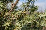 Juniperus deltoides