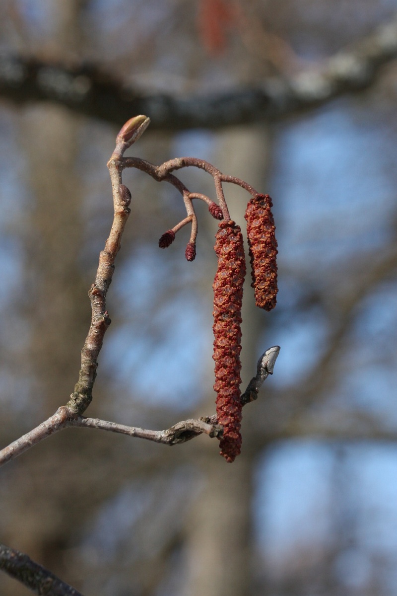 Изображение особи Alnus glutinosa.