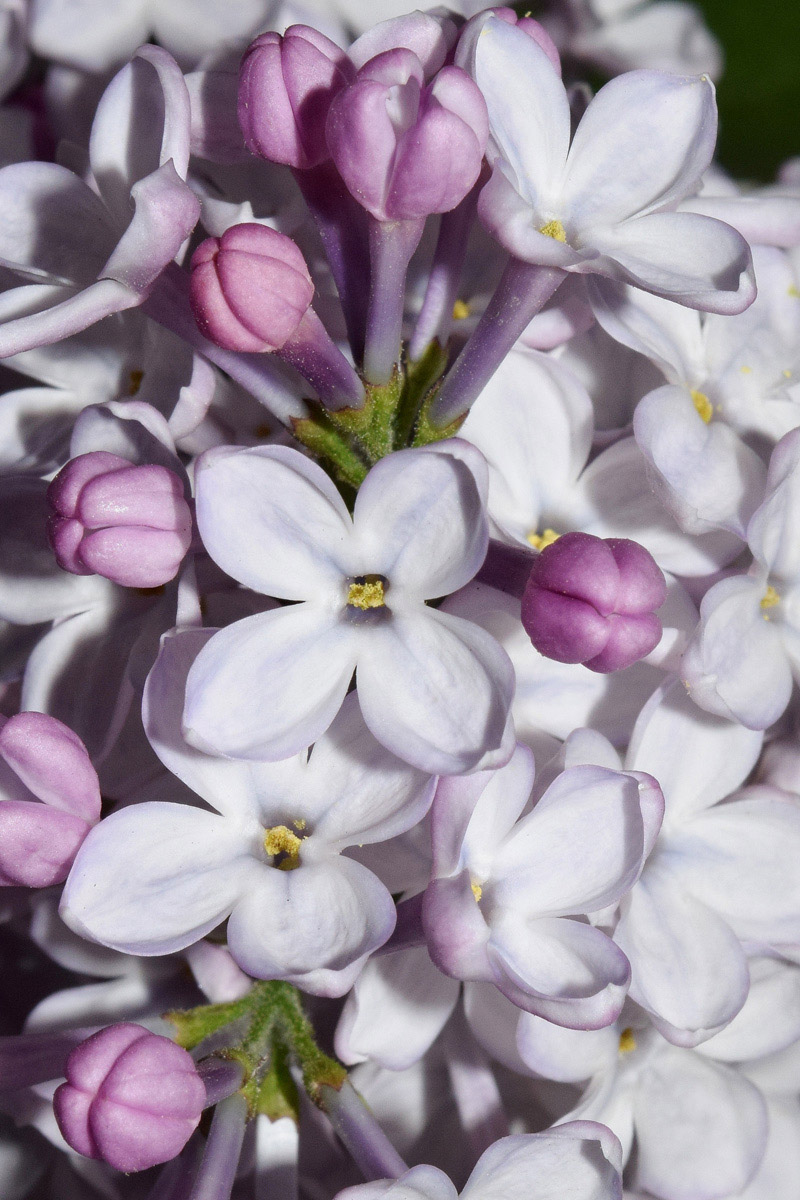 Изображение особи Syringa vulgaris.