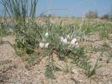 Astragalus scabrisetus. Цветущее растение. Южный Казахстан, Жамбылская обл., Жамбылский р-н, 4 км к северу от с. Каракемер, Талас-Ассинское междуречье, пески 13 апреля 2022 г.