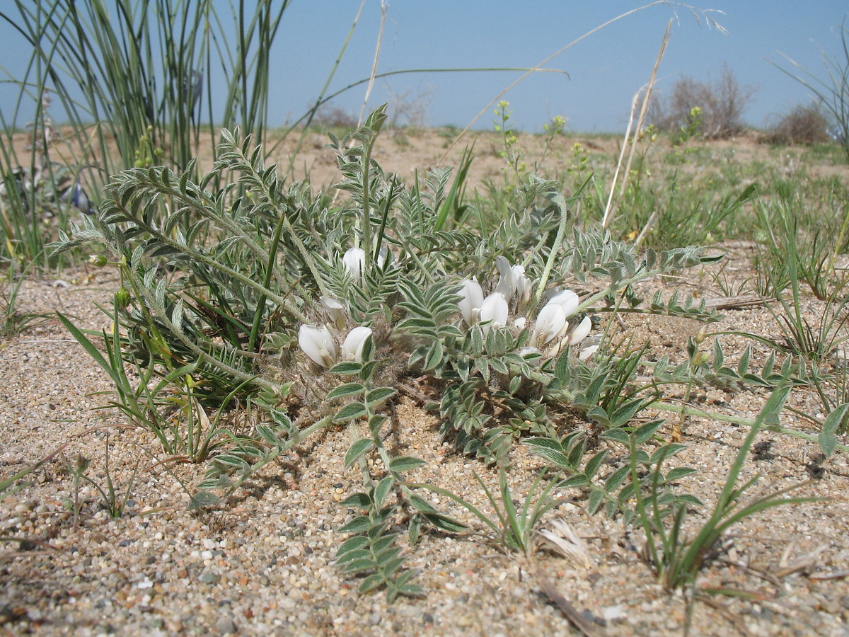 Изображение особи Astragalus scabrisetus.