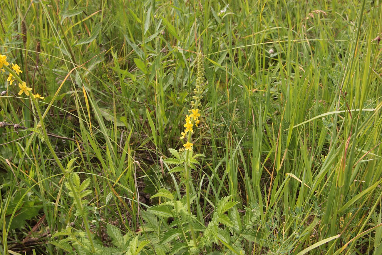 Image of Agrimonia eupatoria specimen.