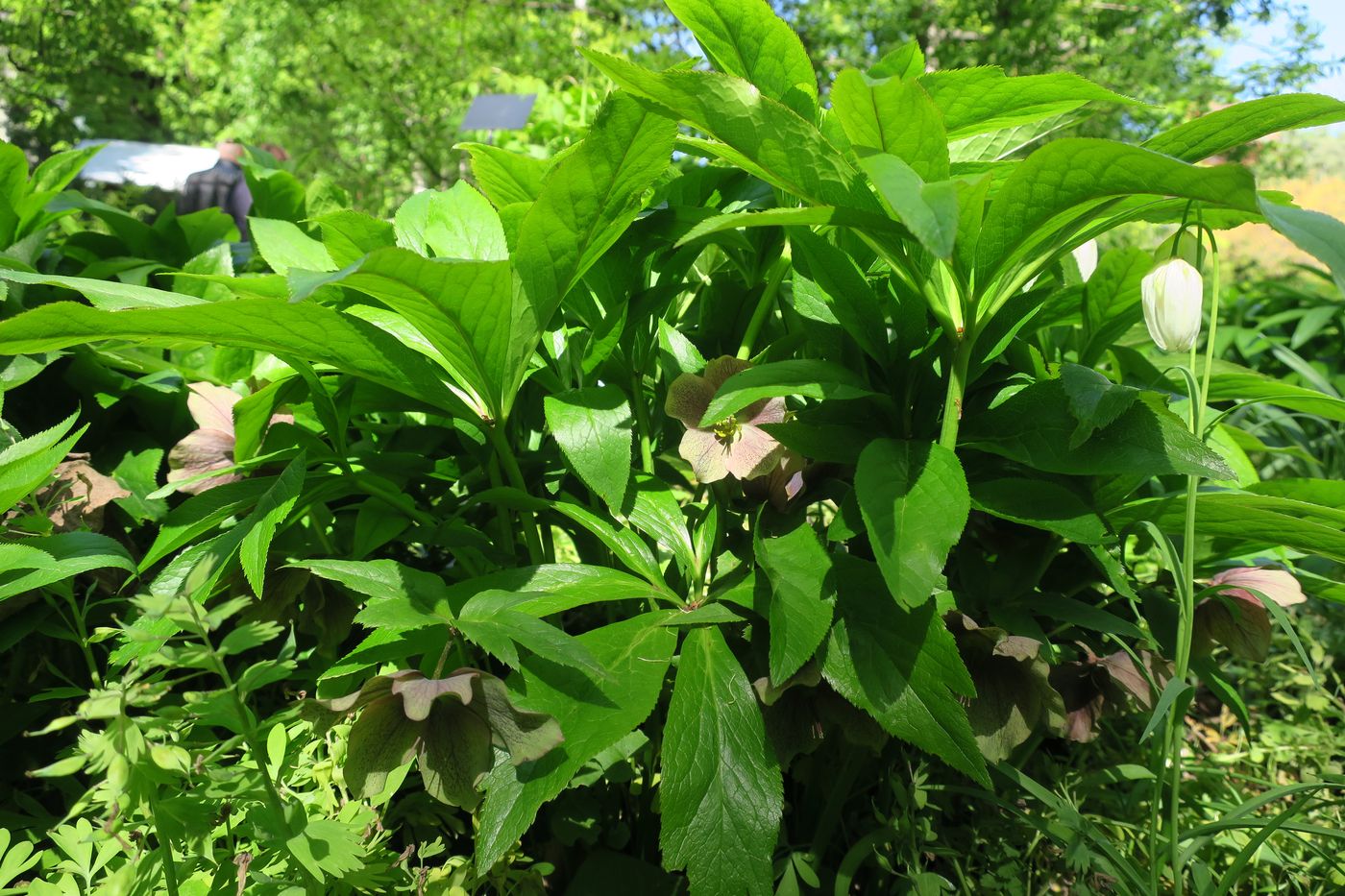 Image of Helleborus orientalis specimen.