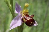 Ophrys apifera