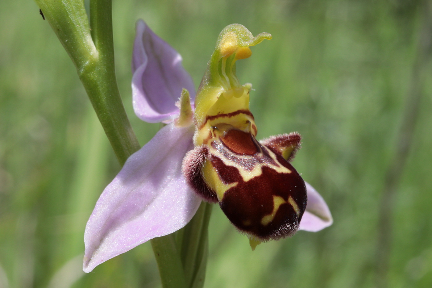 Изображение особи Ophrys apifera.