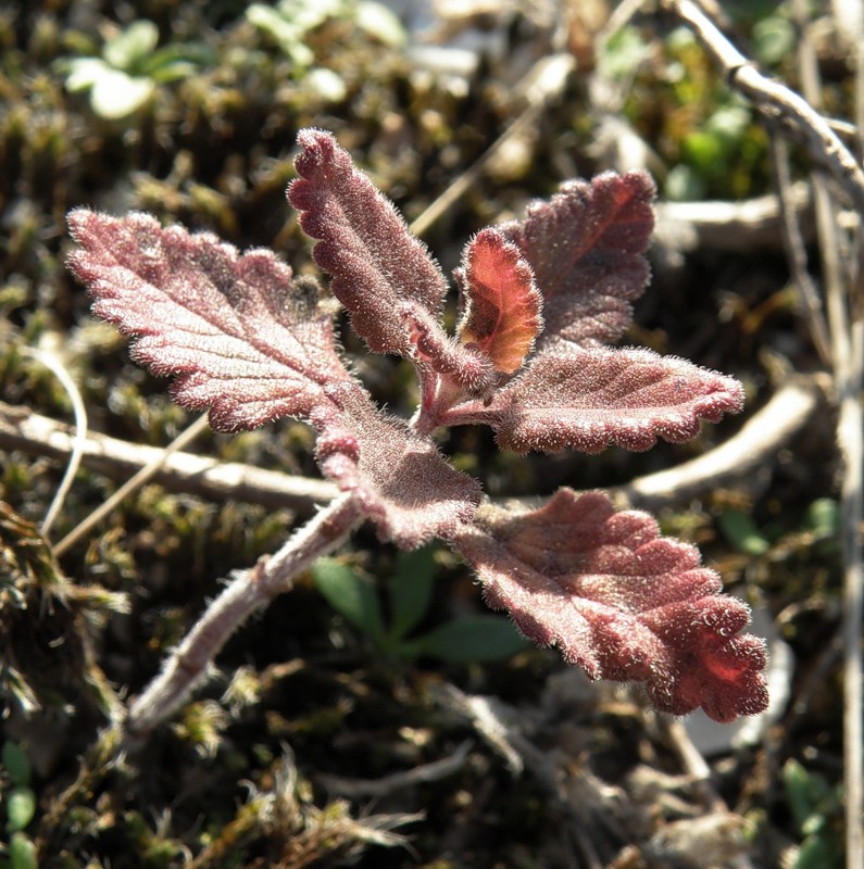 Изображение особи Teucrium chamaedrys.