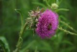 Carduus nutans