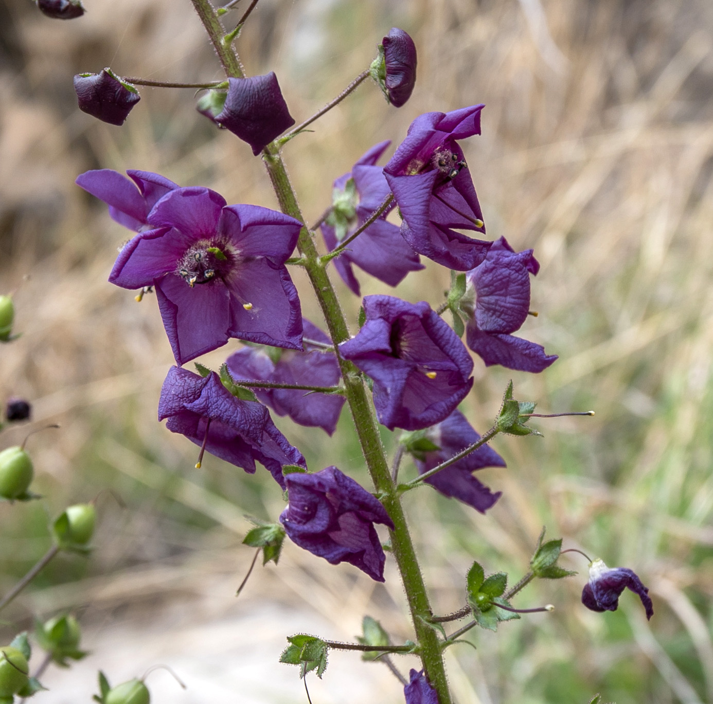 Image of Verbascum phoeniceum specimen.