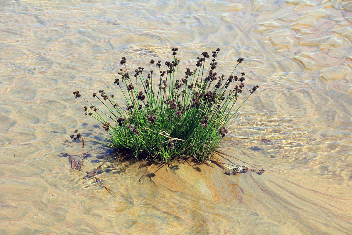 Image of Ficinia nodosa specimen.