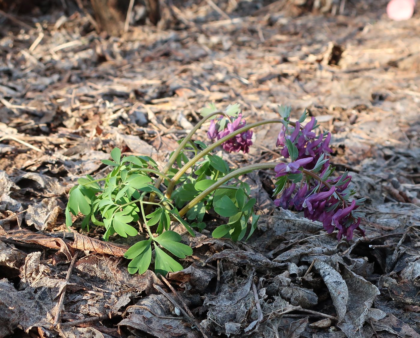 Image of Corydalis solida specimen.