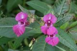 Impatiens glandulifera