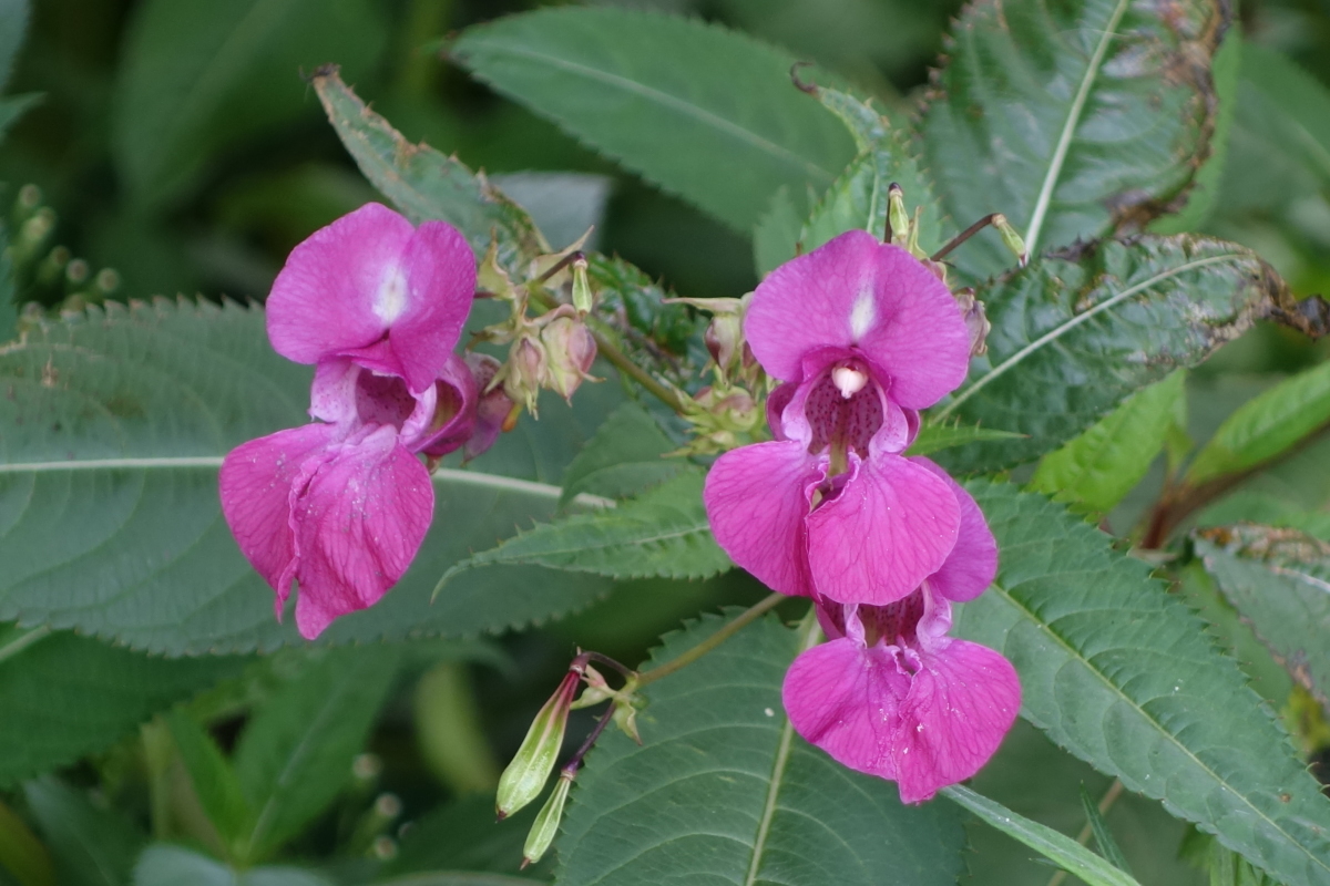 Image of Impatiens glandulifera specimen.