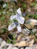 Nigella elata. Верхушка побега с цветком. Крым, окр. пос. Краснокаменка, подножие скалы Красный Камень, каменистая осыпь. 14.07.2021.