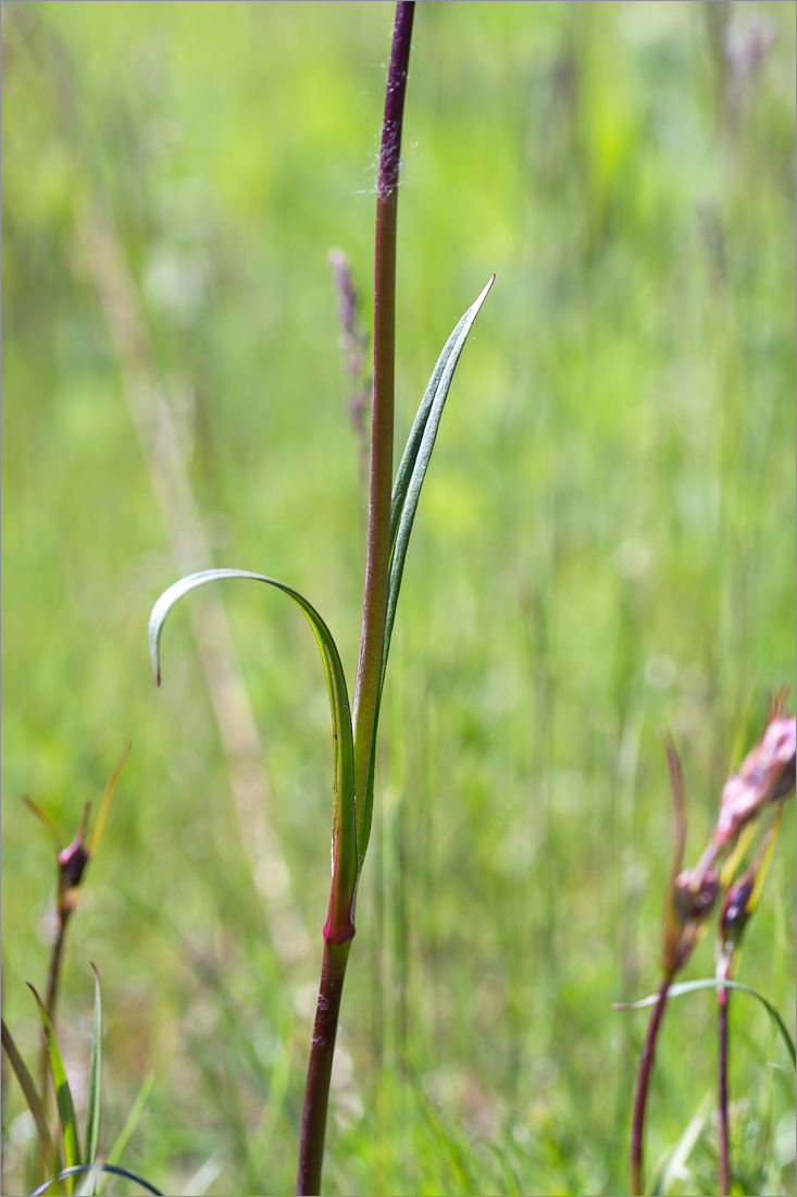 Image of Viscaria vulgaris specimen.