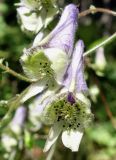 Aconitum stoloniferum. Цветки. Приморский край, Владивостокский ГО, Ботанический сад, широколиственный лес, вдоль тропинки при спуске к водоему. 12.09.2021.