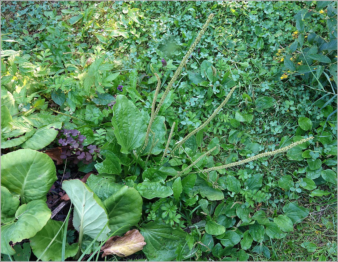 Image of Plantago major specimen.
