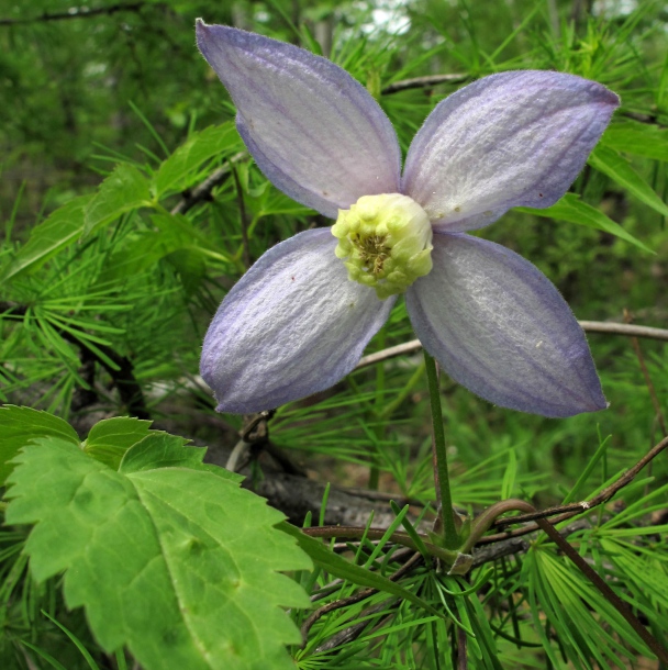 Изображение особи Atragene ochotensis.