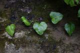 Hedera colchica