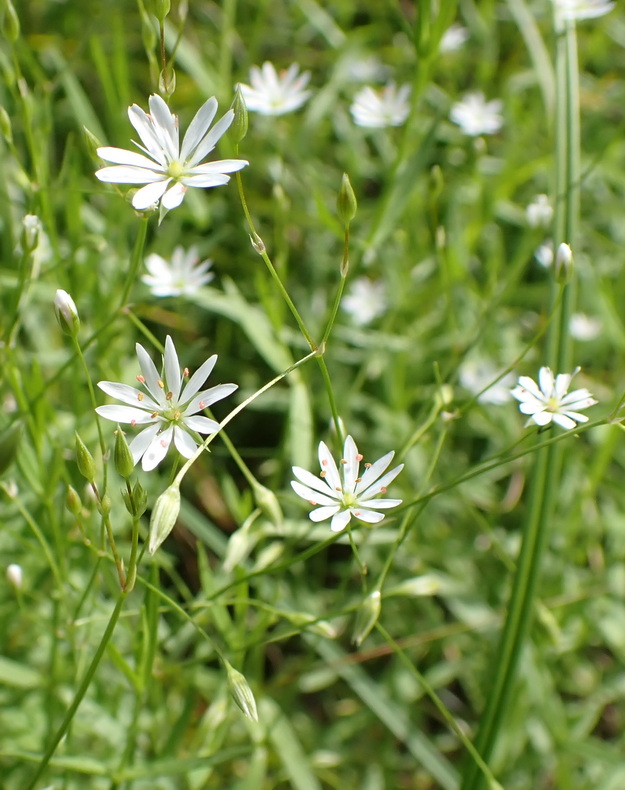 Image of Stellaria filicaulis specimen.