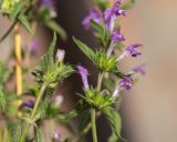 Galeopsis ladanum. Верхушки цветущих побегов. Казахстан, Восточно-Казахстанская обл.; Западный Алтай, Калбинский хр., Сибинские озёра, обочина дороги. 03.08.2022.