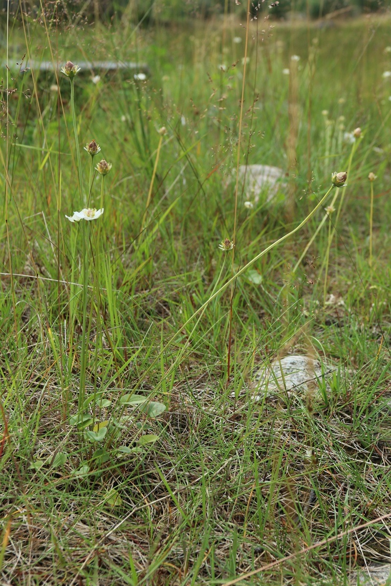 Изображение особи Parnassia palustris.