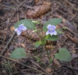 Viola ruppii