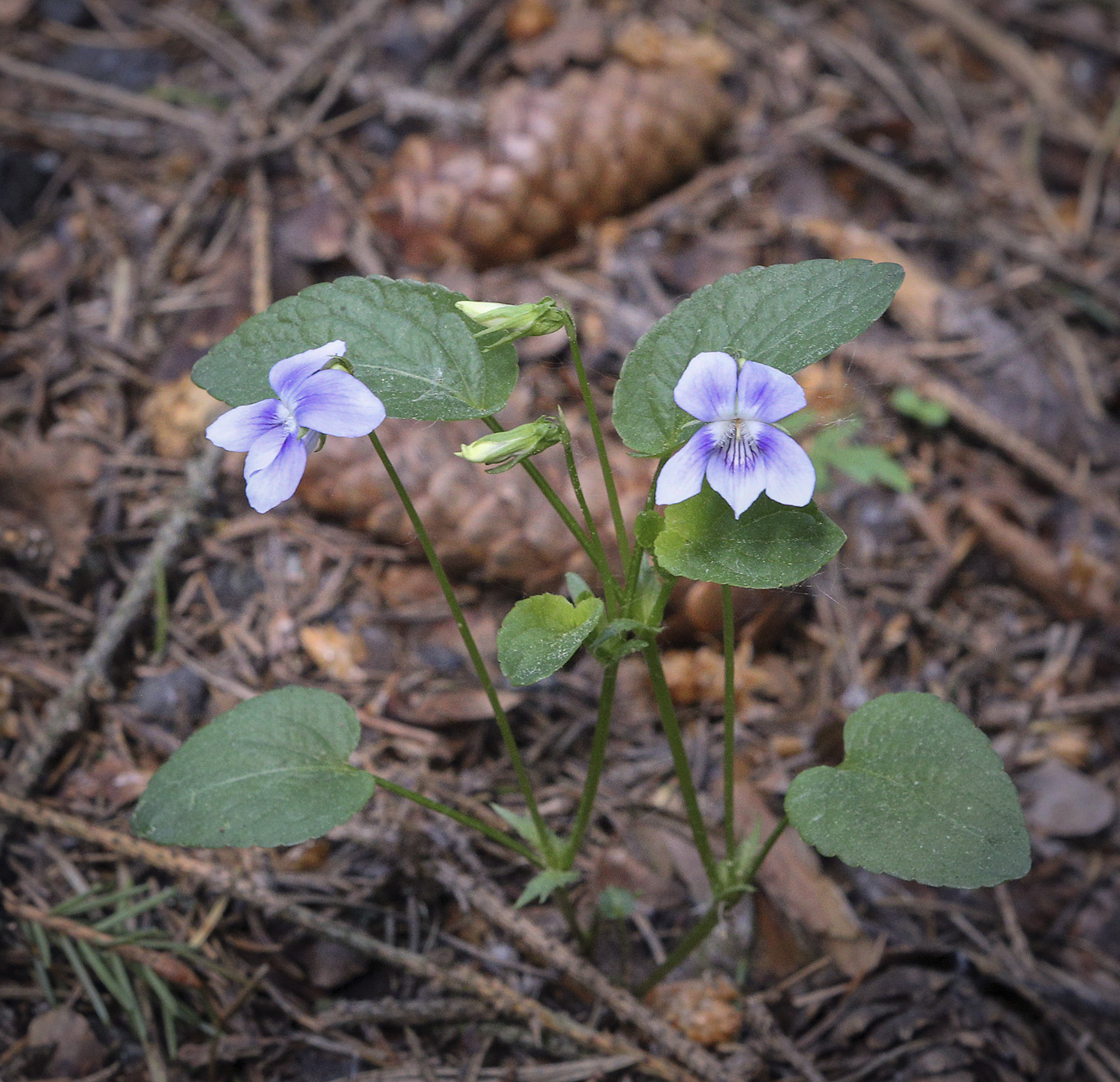 Изображение особи Viola ruppii.