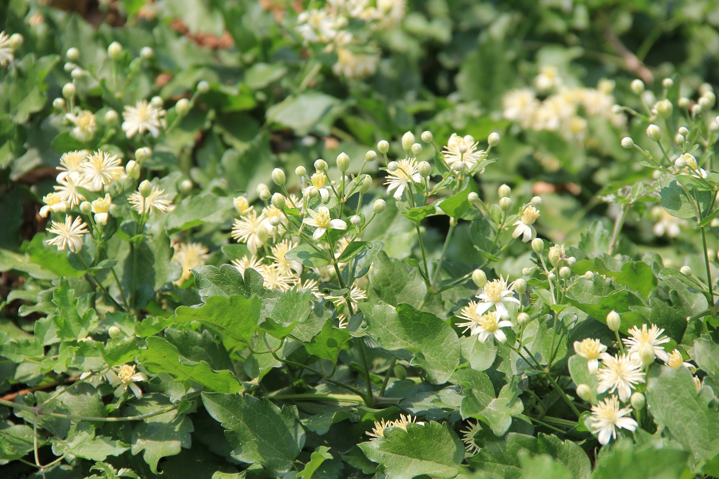 Изображение особи Clematis vitalba.