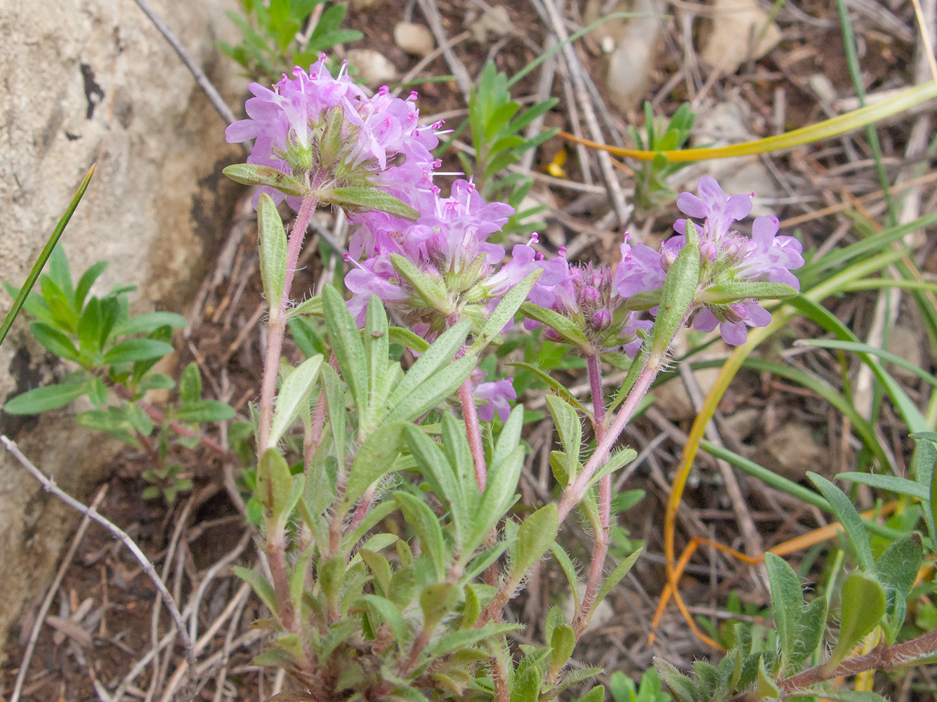 Image of genus Thymus specimen.