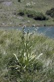 Swertia variabilis. Цветущее растение на лугу у берега горного озера. Южный Казахстан, Таласский Алатау, ущелье Коксай, высота 2550 м н.у.м.