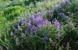 Vicia tenuifolia