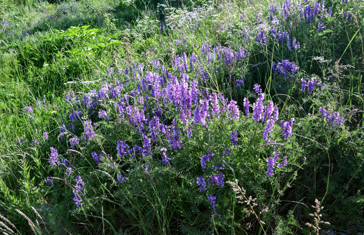 Image of Vicia tenuifolia specimen.