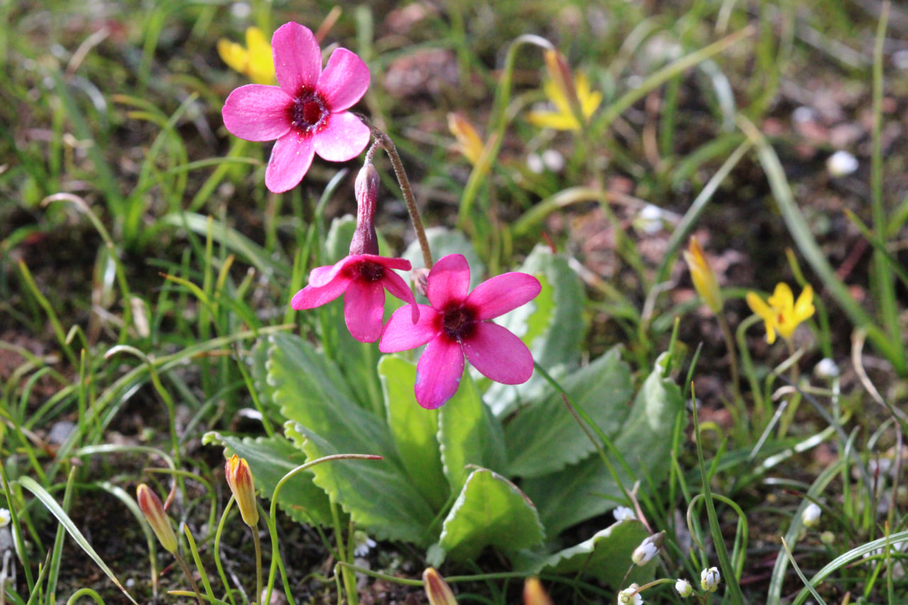 Image of Primula fedtschenkoi specimen.