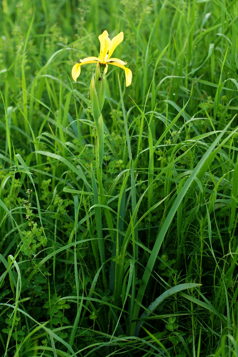 Image of Iris halophila specimen.