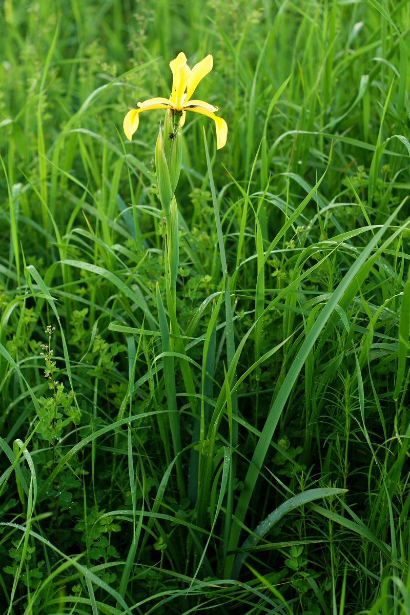 Изображение особи Iris halophila.